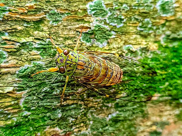Macro photo of a katydid with transparent wings and segmented body, attached to a mossy tree trunk