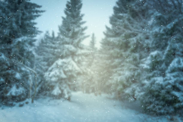 istock Blurred snowy winter forest background with falling snow 2250348757