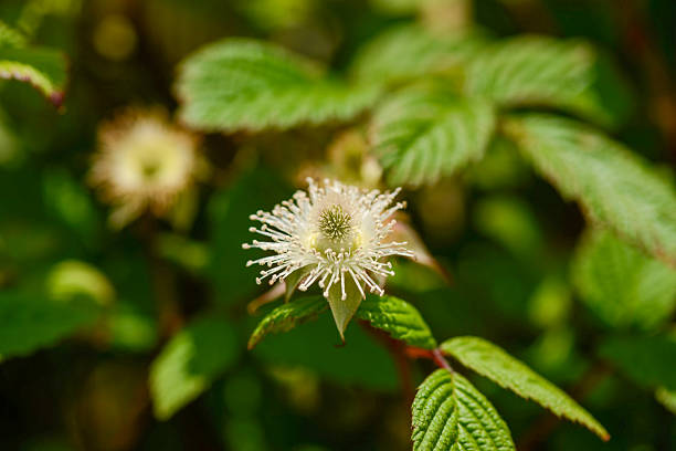 Rubus hirsutus shrub with hairy pinnate leaves white spring blossoms and clustered red drupelet fruits forming compact summer structure