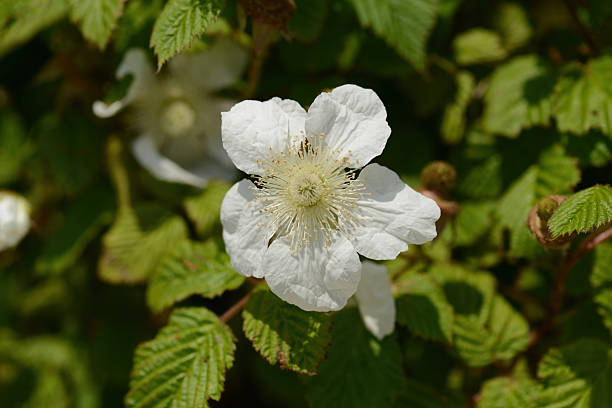 istock Rubus hirsutus shrub with hairy pinnate leaves white spring blossoms and clustered red drupelet fruits forming compact summer structure 2250350127