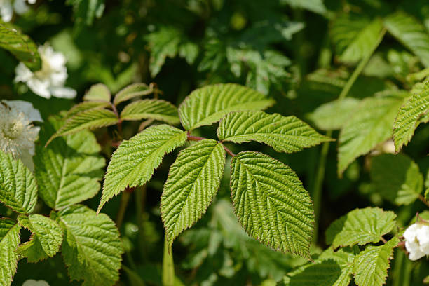 Pure nature scene, lush leaves in nature.Black Forest / Sölden - Germany.