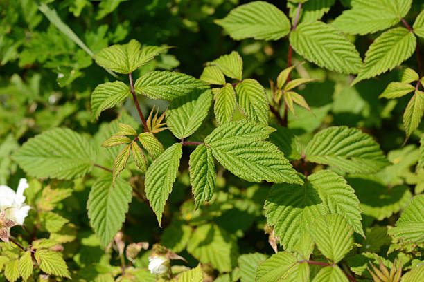istock Rubus hirsutus shrub with hairy pinnate leaves white spring blossoms and clustered red drupelet fruits forming compact summer structure 2250350176