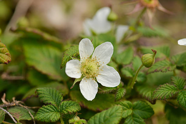 istock Rubus hirsutus shrub with hairy pinnate leaves white spring blossoms and clustered red drupelet fruits forming compact summer structure 2250350634