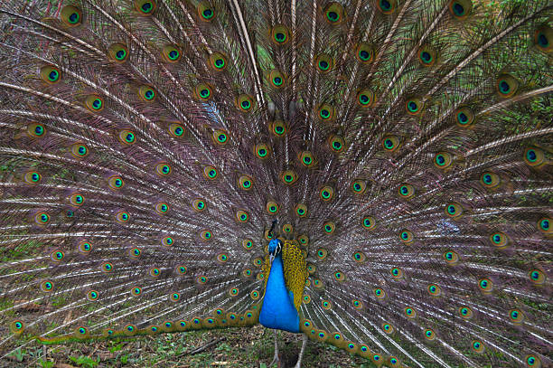istock Majestic Peacock Displaying His Iridescent Tail Feathers with Brilliant Ocelli 2250352189