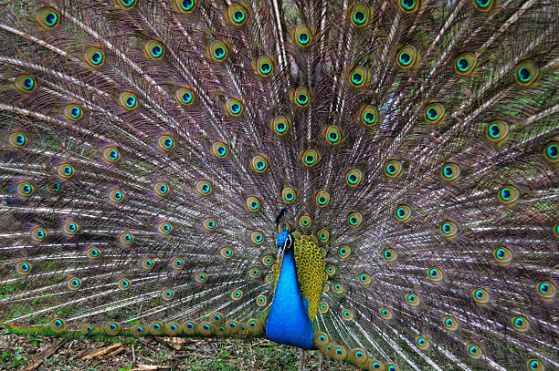 istock Majestic Peacock Displaying His Iridescent Tail Feathers with Brilliant Ocelli 2250352233