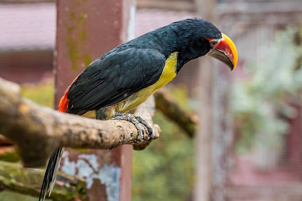 colorful toucan perched on branch near lush enclosure, vibrant orange bill and glossy black plumage, curious sideways gaze, textured wood perch and soft bokeh background, rainforest atmosphere