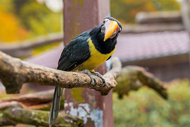 yellow-throated toucan perched on branch with inquisitive tilt, glossy black plumage and bright throat patch, urban aviary background, natural light highlights curved bill, friendly zoo ambassador
