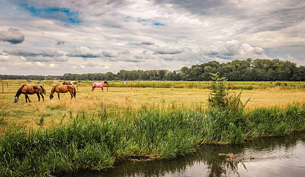 This image shows a wide, open meadow bordered by a narrow river or canal in the foreground. Tall green reeds and grasses line the water’s edge, where a small group of ducks glides calmly across the surface, leaving faint ripples behind them. Beyond the water, the land opens into a fenced pasture where several horses are grazing with unbothered dedication—the kind of focus most humans only achieve when there’s free food involved.The horses are spread across the field, their brown coats blending naturally with the dry yellow-green grass. One horse stands out immediately, wearing a bright pink blanket that feels both practical and slightly rebellious against the muted tones of the landscape. It’s the visual equivalent of saying, “Yes, I live in the countryside, but I still have a personality.”In the background, a dense line of trees forms a dark green horizon, separating the open field from whatever lies beyond. Above it all stretches a dramatic sky filled with layered clouds—thick, textured, and heavy enough to suggest that rain is a strong possibility, but not yet a commitment. Patches of pale blue peek through, adding contrast and depth to the scene.Overall, the image captures a quiet rural moment: calm, spacious, and unhurried. Nothing spectacular is happening—and that’s exactly the point. It’s a landscape doing what it does best: existing peacefully, with animals minding their business and nature refusing to perform on command.