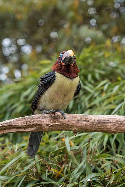 brown headed toucan perched on branch in leafy backdrop, oversized multicolored bill and glossy eye, alert stance suggests curious observation, natural park enclosure atmosphere with blurred