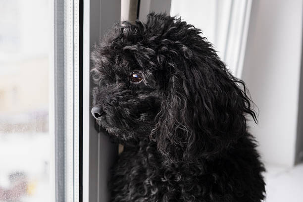 istock A black toy poodle sits on a windowsill, gazing curiously outside 2250356123