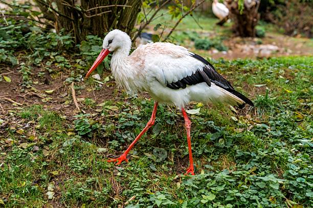 redbeaked bird foraging in wetlands, white stork exploring grassy area with moist soil and puddles, bird with crimson beak searches damp earth among lush green surroundings for edible insects