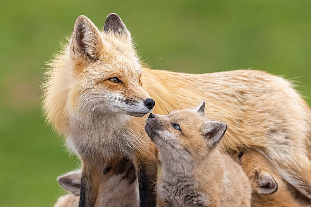 istock Red Fox Family 2250358684