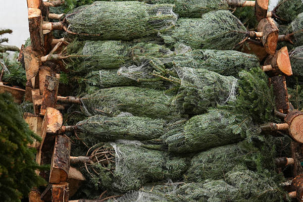 Christmas trees wrapped in plastic nets folded in a row and lying horizontally at a spruce farm