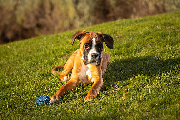 Beautiful Boxer Dog sitting in colorful autumn grass.