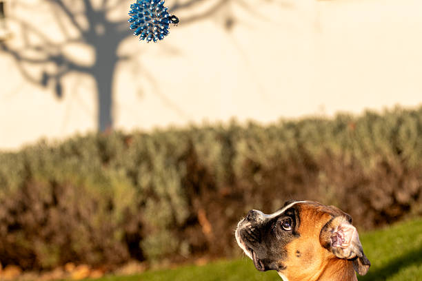 Portrait of a young boxer dog, sitting on the room floor.