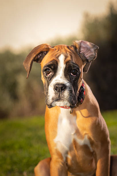 istock Sad boxer dog sitting on grass, twisted ear 2250359444