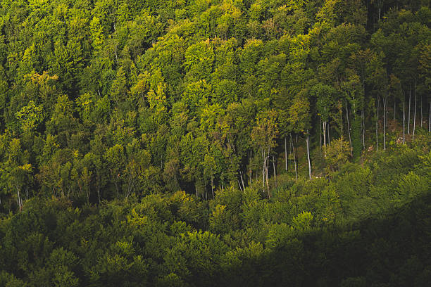 istock Lush sun kissed forest 2250361169