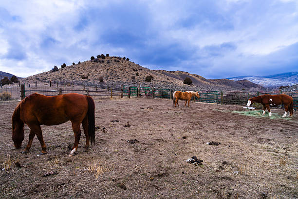 Cold winter overcast light with animal in corral eating hay in hay bale/