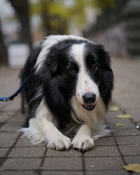 istock Black and White Border Collie Lying on Pavement Outdoors 2250362885