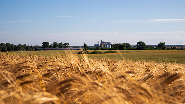 istock Golden Wheat Field Under Clear Sky 2250366249