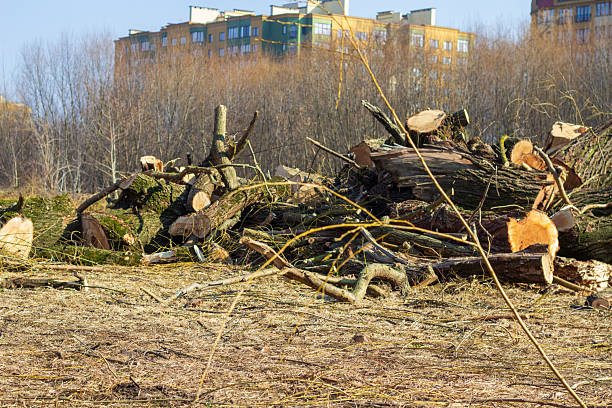 A deforested area with tree stumps and branches. Removed trees lie on the ground as modern apartment buildings are visible in the background under a clear sky.