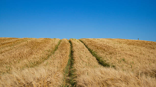 istock Golden Wheat Field Under Clear Blue Sky 2250366325