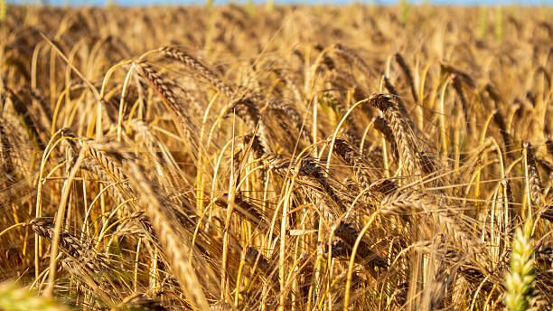 istock Golden Wheat Field During Sunny Day 2250366360