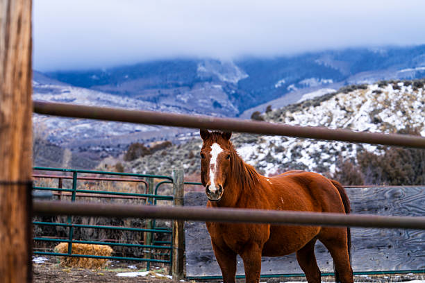 Rural country scene with ranch horse in corral with mountains in background.