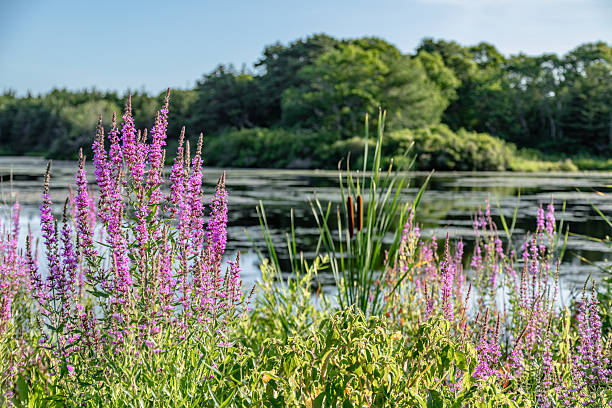 Vibrant Purple Loosestrife blooming along a tranquil lakeshore in Cape Cod, surrounded by lush summer greenery and calm reflective water.