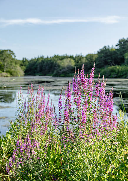 istock Purple Loosestrife Flowers 2250367748