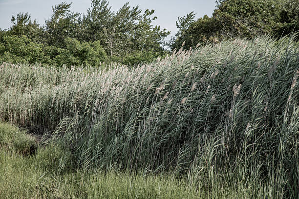 Coastal landscape of lush trees and grass sway softly in the wind on a warm summer day in Cape Cod.