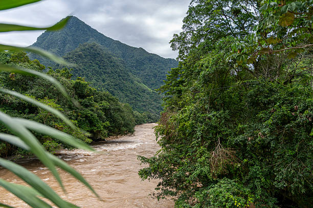 A fast-flowing muddy river cutting through the dense jungle of Tingo María, Peru, surrounded by lush green mountains and tropical vegetation. The wild rainforest landscape highlights nature, adventure, ecotourism, climate, and remote natural environments in the Peruvian Amazon region.