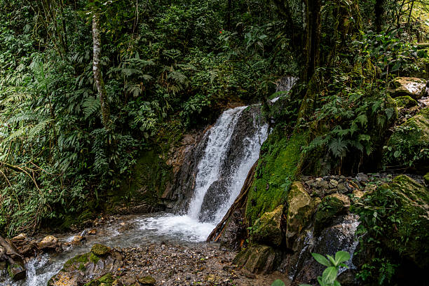 A tropical waterfall flowing over rocks and roots, surrounded by moss and dense vegetation in the rainforest of Peru. The scene highlights natural textures, humidity, flowing water, tropical flora and the richness of the jungle ecosystem. Ideal for nature, ecology, travel, environment and biology topics.