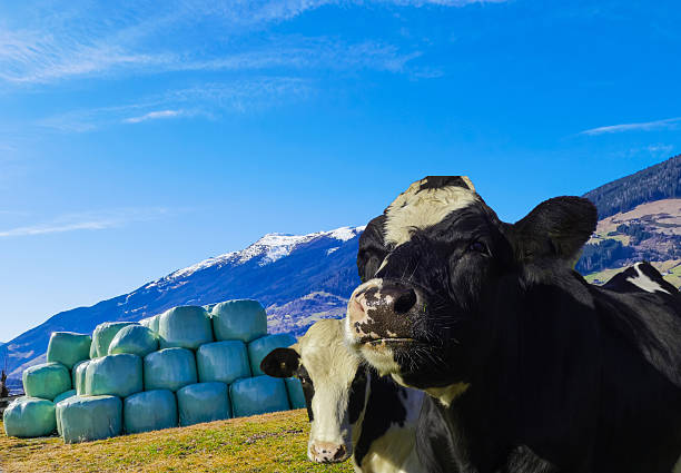 Traditional Alpine hay drying in Leutasch Valley