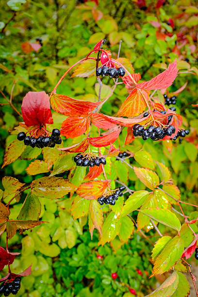 Glossy back berries hang in delicate clusters amid rain-kissed autum leaves, glowing with rich reds and greens