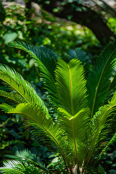 Closeup fern leaf in sunlight, Cycad Revoluta, background with copy space, full frame horizontal composition