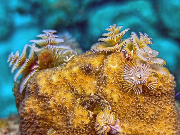 istock Spirobranchus giganteus, Christmas tree worms 2250373480