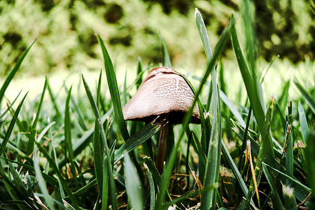 Little Mushroom With Grass
