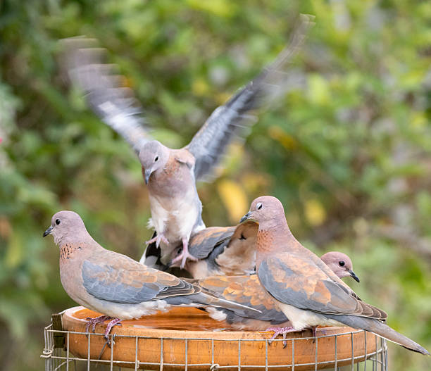 istock A crowded group of Laughing Doves (Spilopelia senegalensis) in a garden birdbath 2250376903