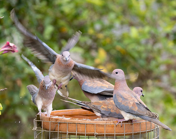 istock A crowded group of Laughing Doves (Spilopelia senegalensis) in a garden birdbath 2250376906