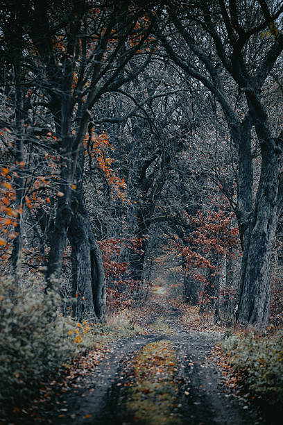 istock Dark autumn alley 2250377735