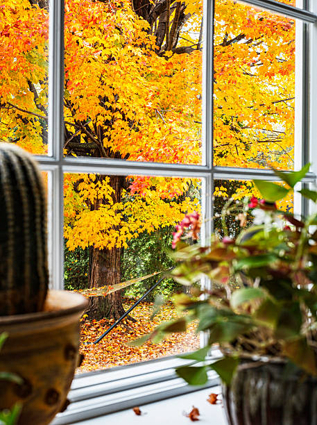 istock Bright Autumn Leaf Colors Viewed Through Bay Window Beyond House Plants 2250380564