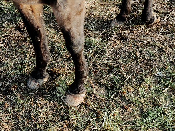 Part of a horse's body in open countryside