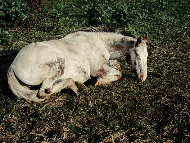 A horse