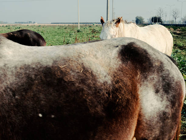 Part of a horse's body in open countryside