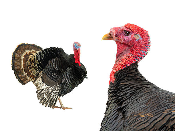 istock two beautiful male turkey isolated on white background 2250381347