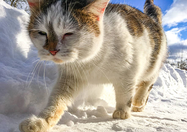 Feline companion walking through snow, with sunlight illuminating its fur, creating a vibrant winter scene filled with joy and exploration