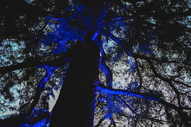 Trees silhouetted against a night sky, illuminated by a vibrant blue light from below
