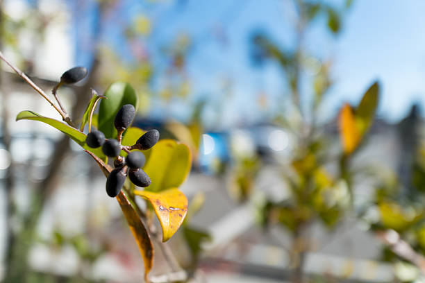 Japanese Privet Black Berries Close Up with Leaves