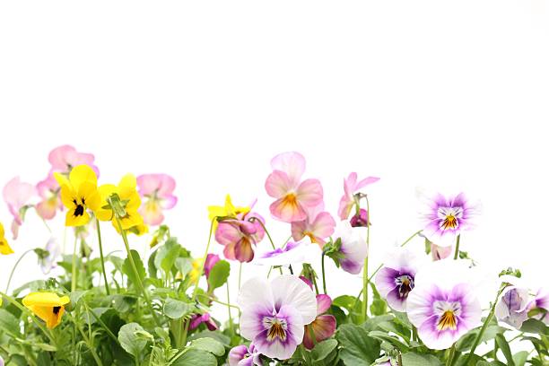 istock Various color of violas isolated on a white background. 2250389415